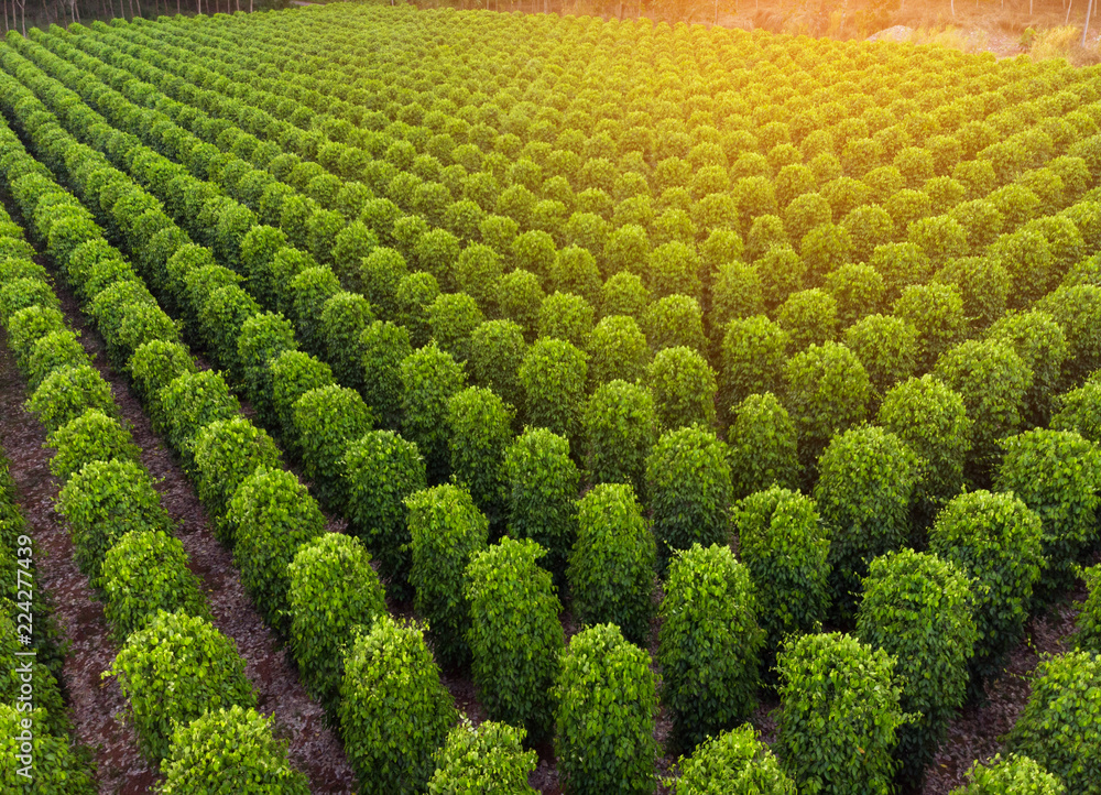 Thailand,Chanthaburi The garden is famous pepper. Pepper plantations of different varieties are found in many places of the Thailand. Black pepper is exported to many countries of the World. Thailand,Chanthaburi The garden is famous pepper. Pepper plantations of different varieties are found in many places of the Thailand. Black pepper is exported to many countries of the World.