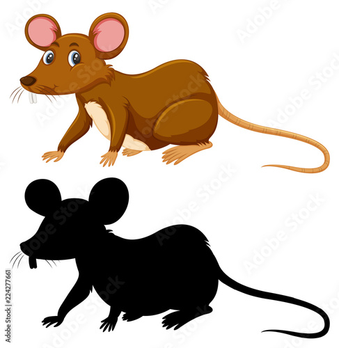 Colour and silhouette of rat