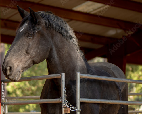 Portrait of black draft horse in stable behind metal fence looking forward © AlessandraRC