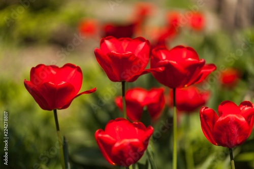 bunch of tulips in a garden © BillionPhotos.com