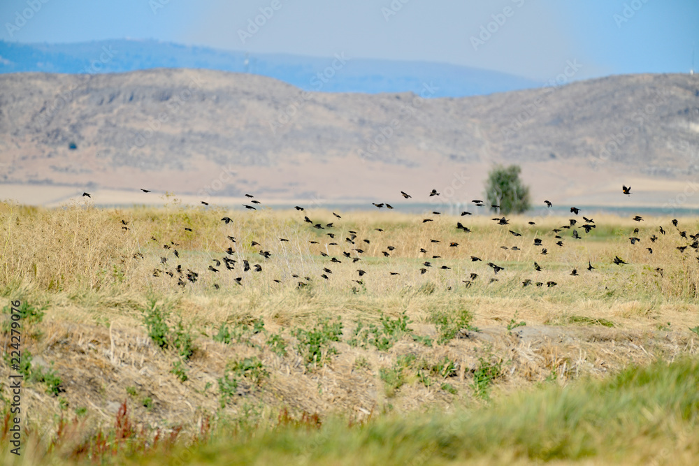 Fototapeta premium Flock of Blackbirds on Lower Lake, Klamath Falll, CA