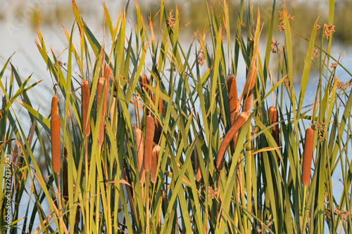 Hogla Plant at Lower Lake, Klamath Fall, CA photo