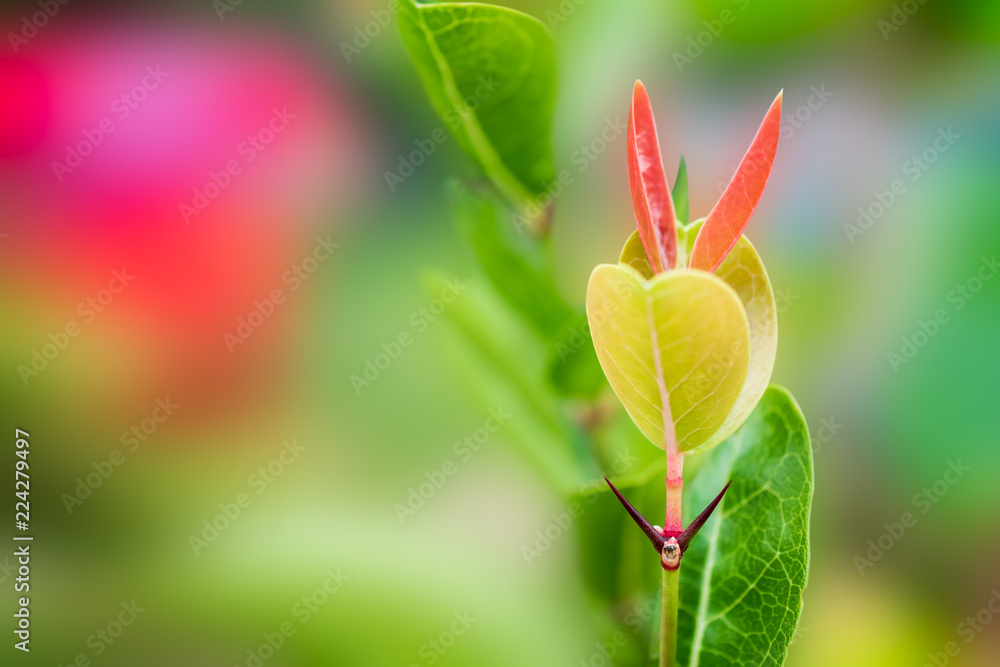 Green leaf with blurred natural background in the garden. Green leaf with blurred natural background in the garden.