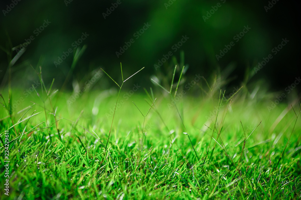 green grass with water drops of dew