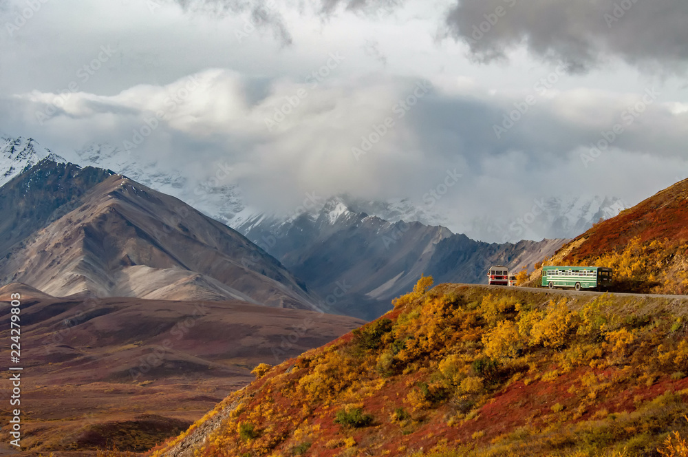 Buses full of tourists drive through Denali in fall