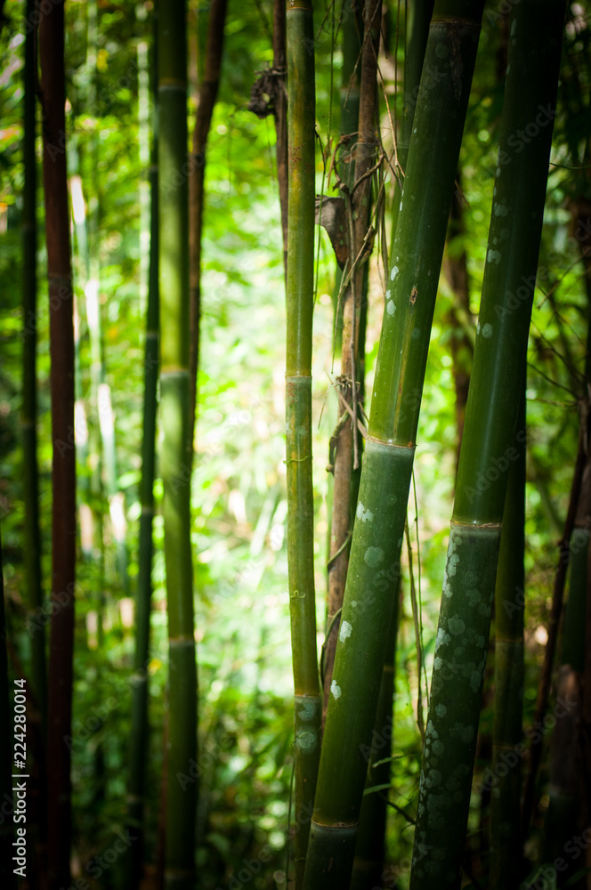 Naklejka premium las bambusowy