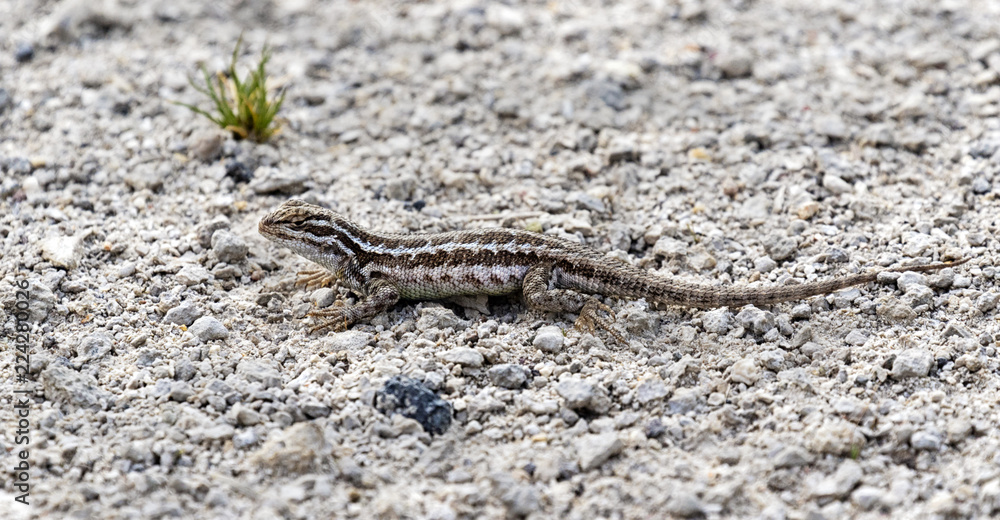 Sagebrush lizard (Sceloporus graciosus) at Yellowstone national park