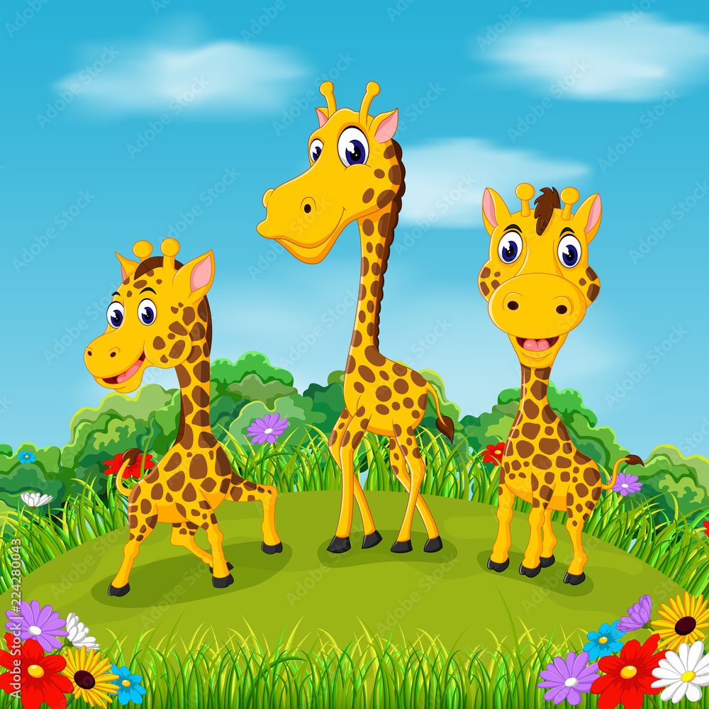 Fototapeta premium the beautiful view with three giraffe walking together in the field