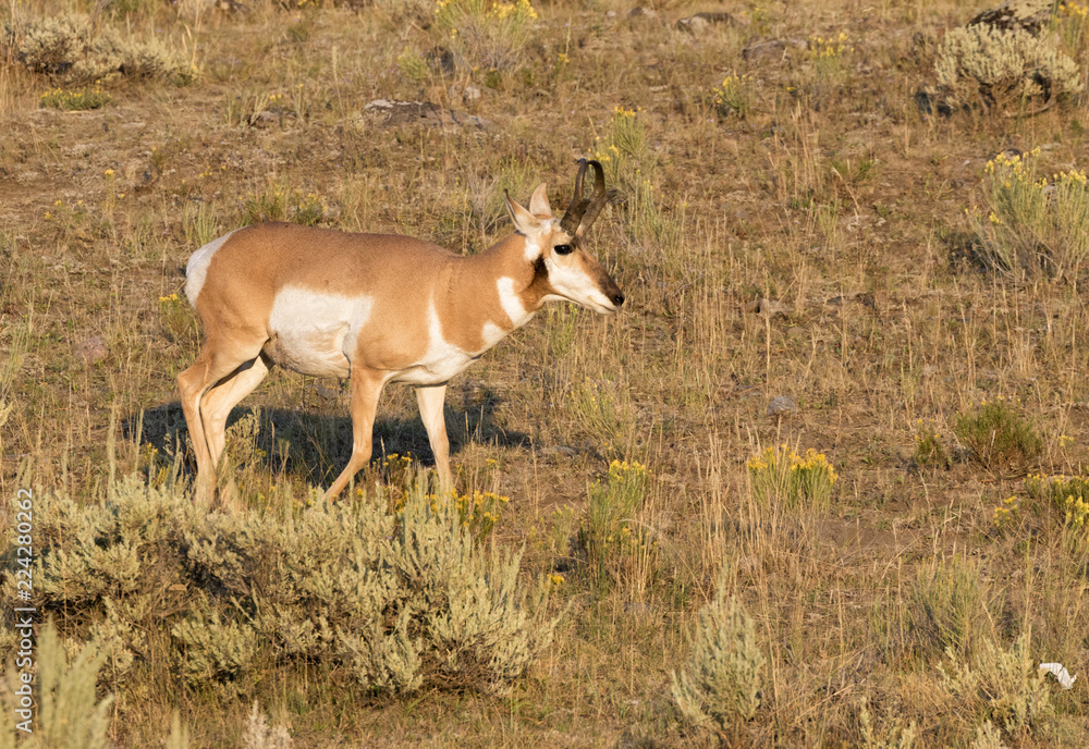 pronghorn antelope at grassland