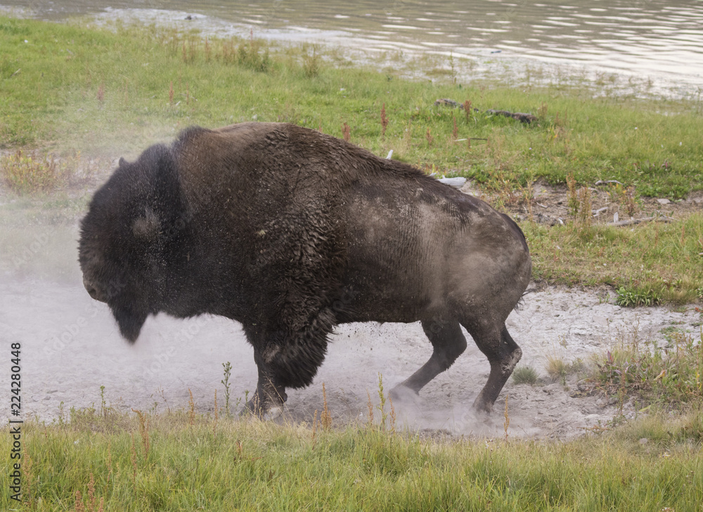 American buffalo (Bison bison) shacking water off American buffalo (Bison bison) shacking water off