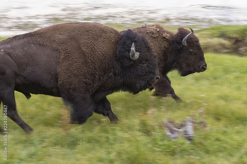 Two running american buffalos (Bison bison) Two running american buffalos (Bison bison)