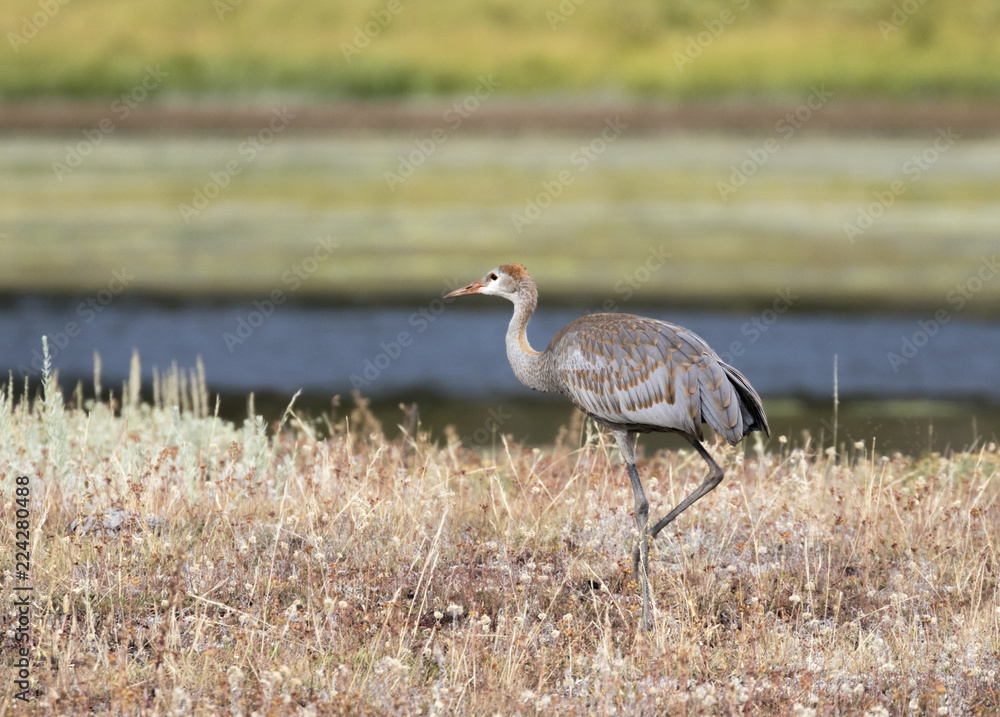 Young Sandhill crane (Grus canadensis) feeding around thermal pool at Yellowstone national park