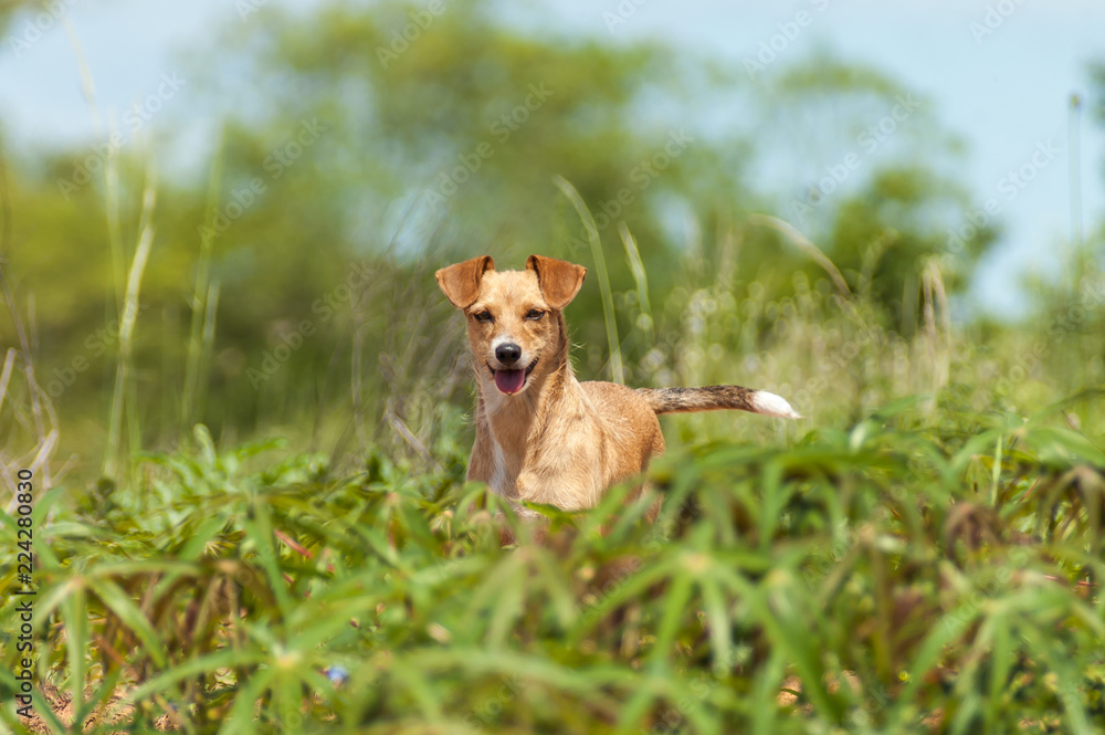 Dog puppy playing in the cassava plantation Dog puppy playing in the cassava plantation