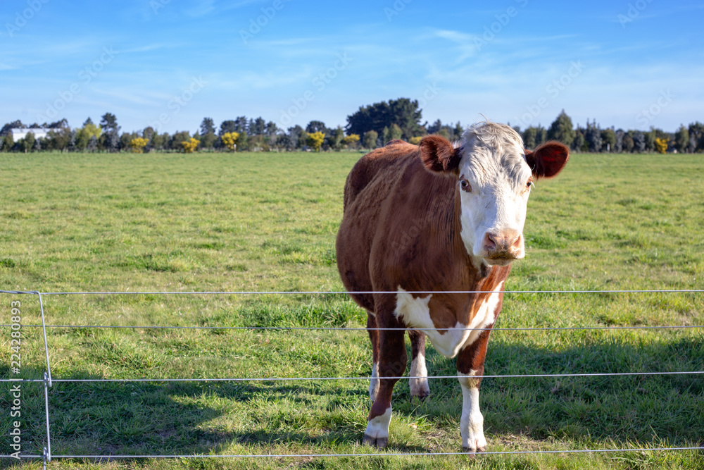 A brown and white hereford steer standing behind a fence in a farm field A brown and white hereford steer standing behind a fence in a farm field
