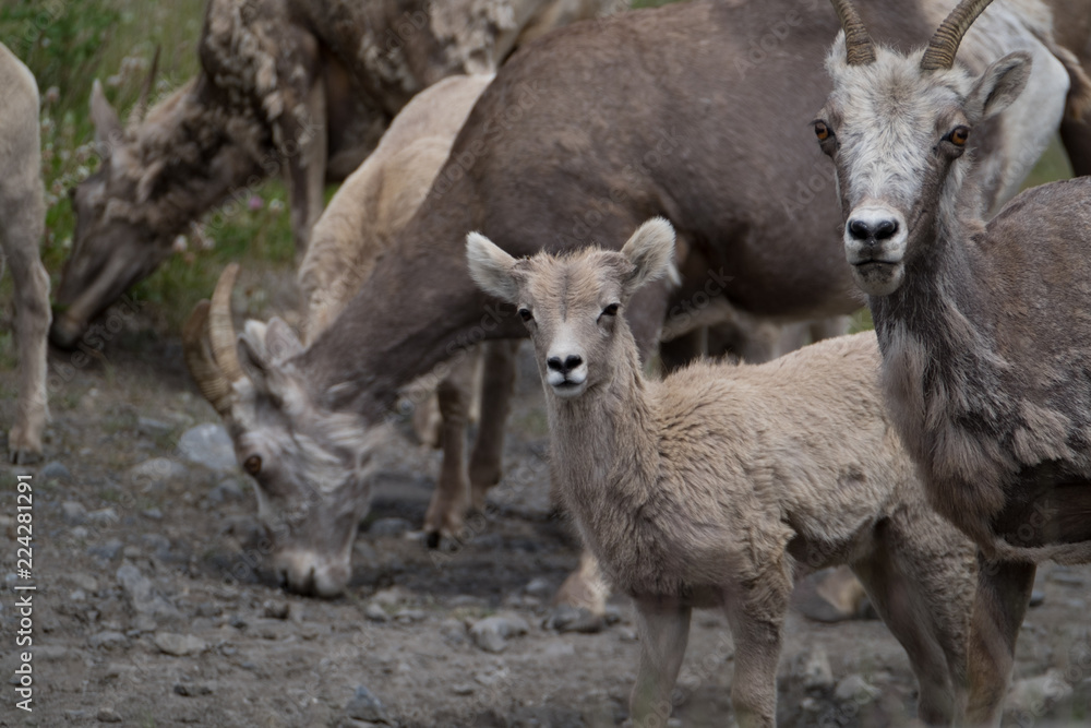 Goats looking at you. Goats looking at you.