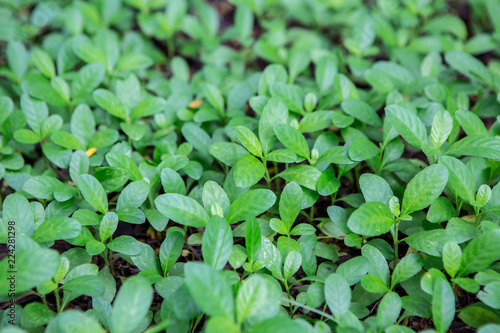 Beautiful green leaf