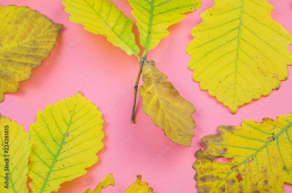 Obraz premium leaf nature concept of on pastel pink background