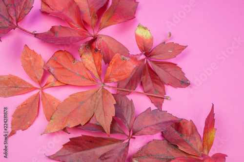 Autumn red leaves and berry on a pink background