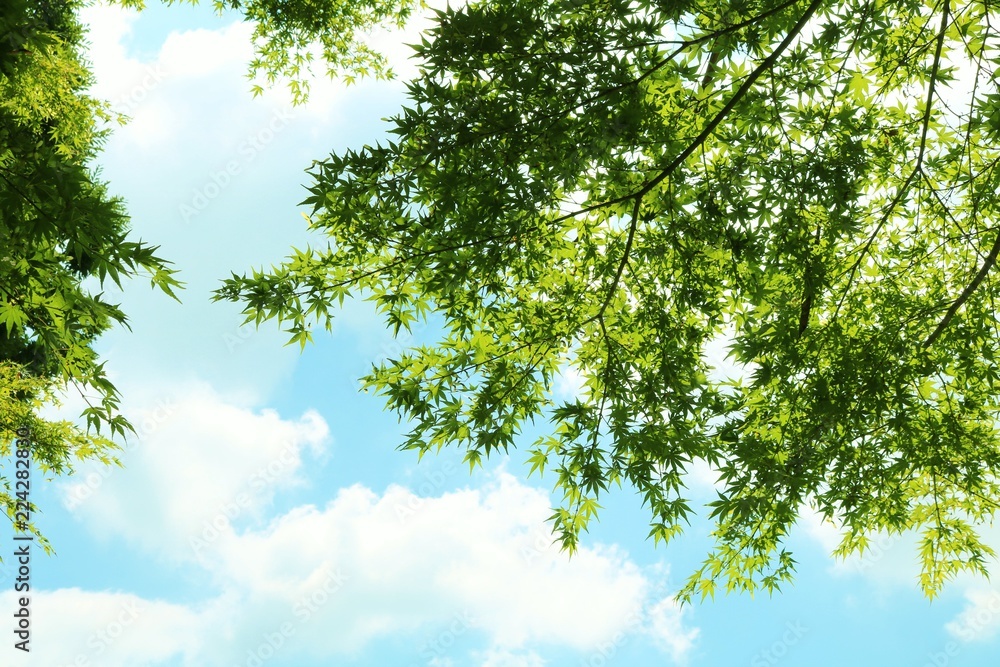 Obraz premium 新緑 もみじ 空