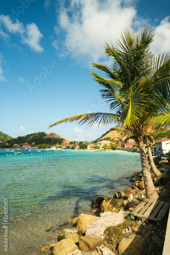 Palm Trees Isles des Saintes Guadeloupe Island 