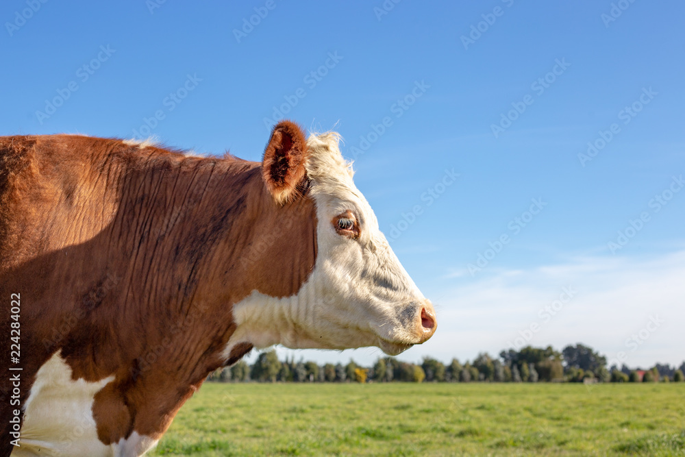 Side profile of a brown and white hereford steer in a farm field in Springtime