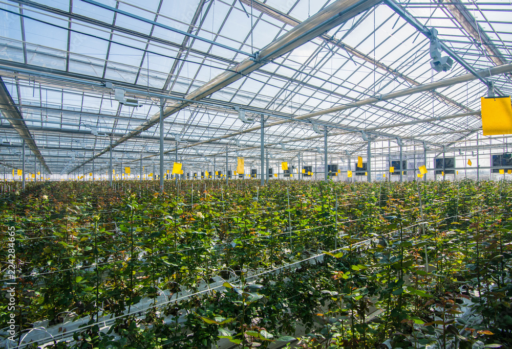 large industrial greenhouse with Dutch roses, the overall plan large industrial greenhouse with Dutch roses, the overall plan