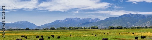 Herd of Cows grazing together in harmony in a rural farm in Heber, Utah along the back of the Wasatch front Rocky Mountains. United States of America.