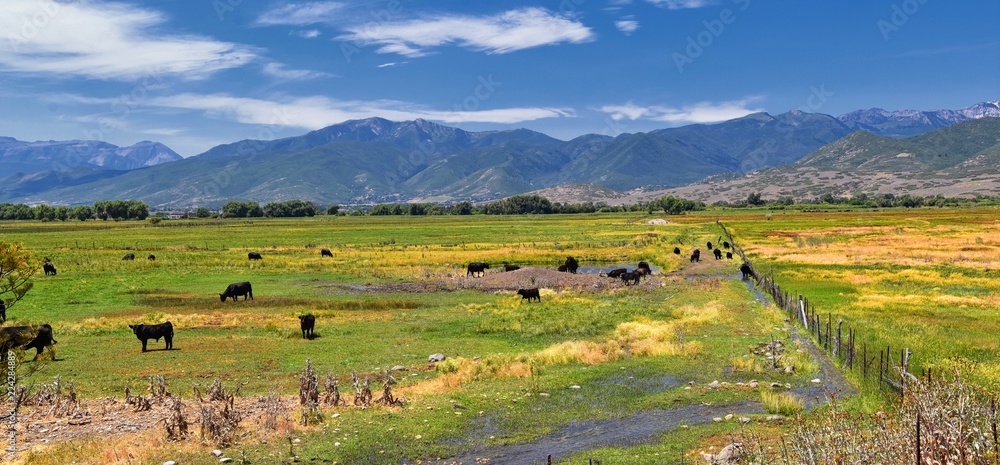 Herd of Cows grazing together in harmony in a rural farm in Heber, Utah along the back of the Wasatch front Rocky Mountains. United States of America. Herd of Cows grazing together in harmony in a rural farm in Heber, Utah along the back of the Wasatch front Rocky Mountains. United States of America.