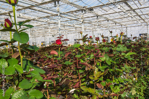large industrial greenhouse with Dutch roses