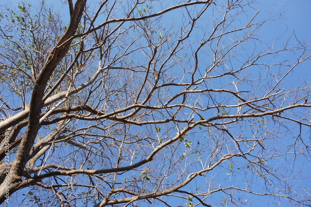 dry tree with blue sky