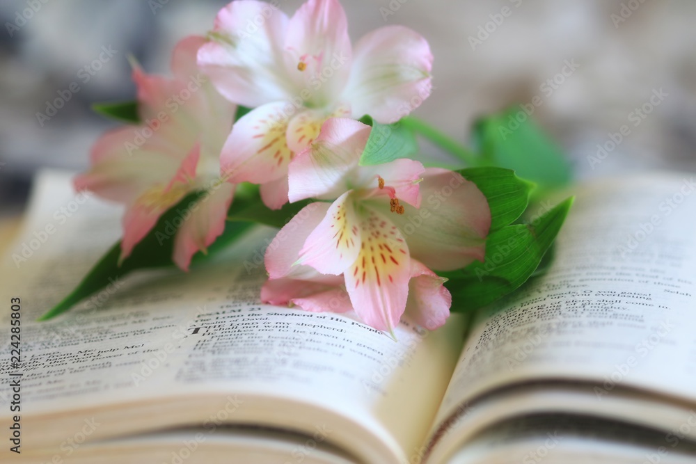 Naklejka premium Pink and White lilies on the pages of an open bible
