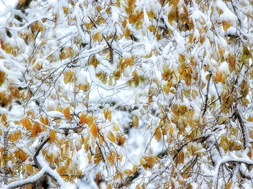 First snow on the branches with yellow leaves, Winter image