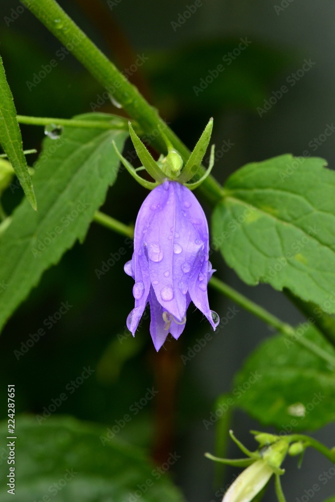 Колокольчик с каплями дождя