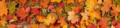 Colorful seasonal autumn background pattern, Vibrant carpet of fallen forest leaves. © Acronym