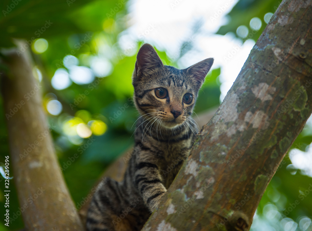 Domestic Cat On Tree