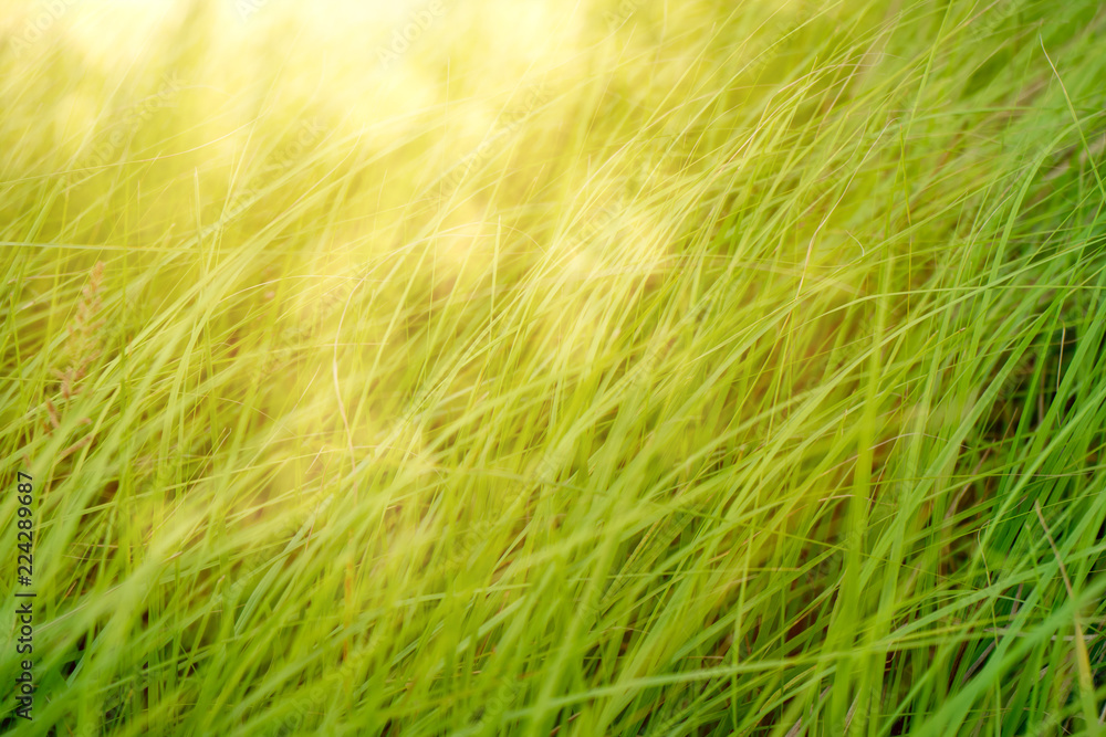 Long leaves the green grass background Long leaves the green grass background