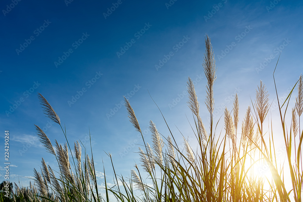 Obraz premium White grass flower with blue sky background.