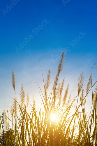 White grass flower with blue sky background.