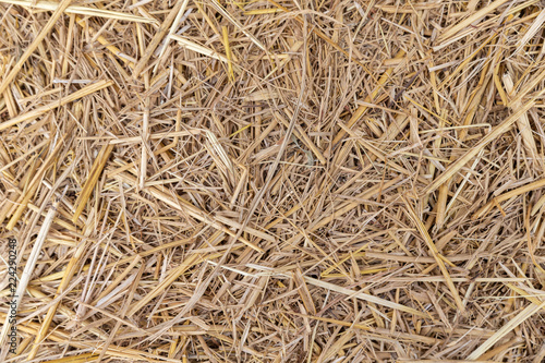 Close up of dry yellow straw grass background texture after havest.