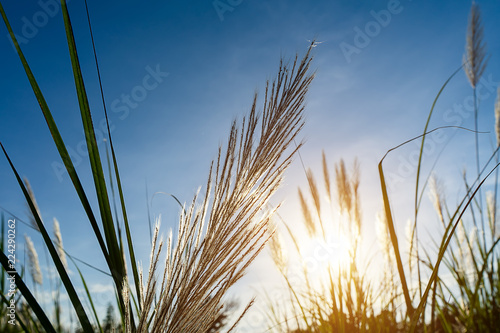 White grass flower with blue sky background.