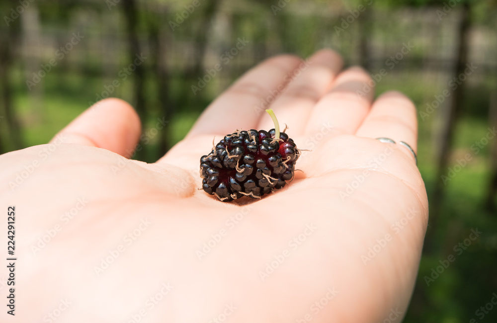 Fresh mulberry,black ripe mulberries on woman hand. Fresh mulberry,black ripe mulberries on woman hand.