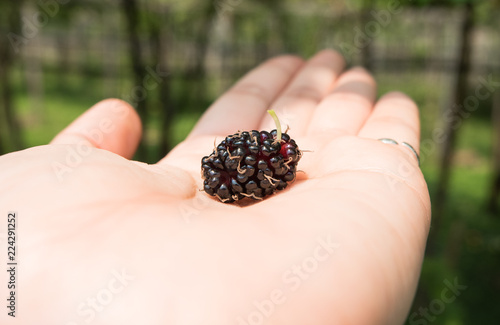 Fresh mulberry,black ripe mulberries on woman hand.