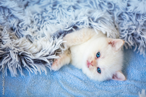 A cute little white kitty covered with a fluffy blanket © vvvita