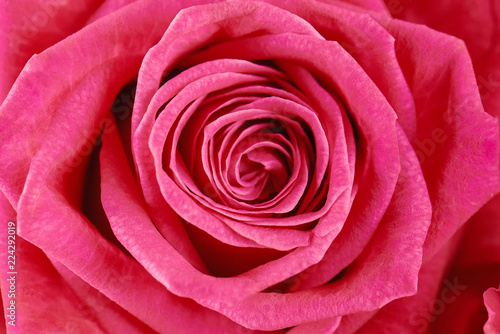 One pink rose close-up. Macro photo, beautiful  floral background.