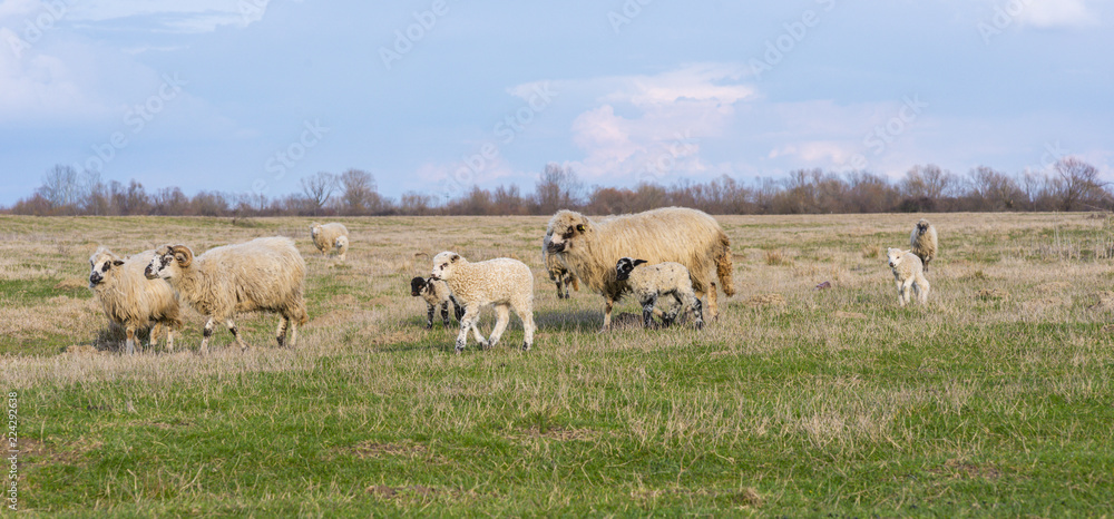 Flock of sheep in remote rural area in spring Flock of sheep in remote rural area in spring