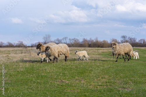 Flock of sheep in remote rural area in spring