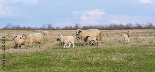 Flock of sheep in remote rural area in spring