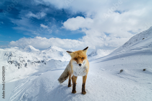 Cute red wild fox in the mountains, in winter