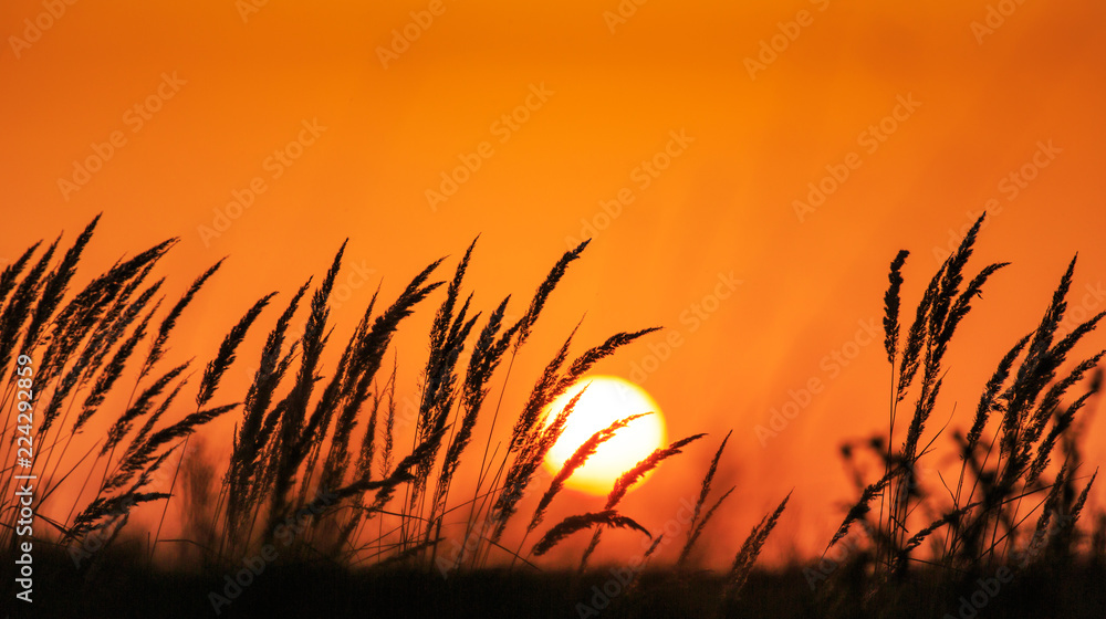 Sunset scenery, with wild grass and warm, orange, light