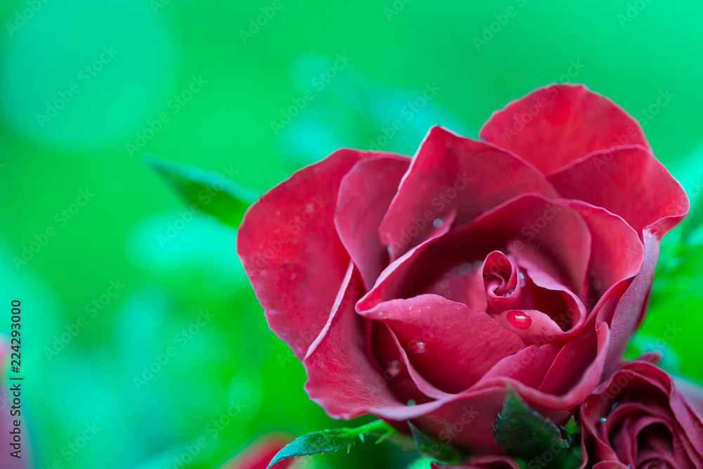 Close-up of red rose